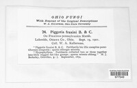 Asteromella fraxini image